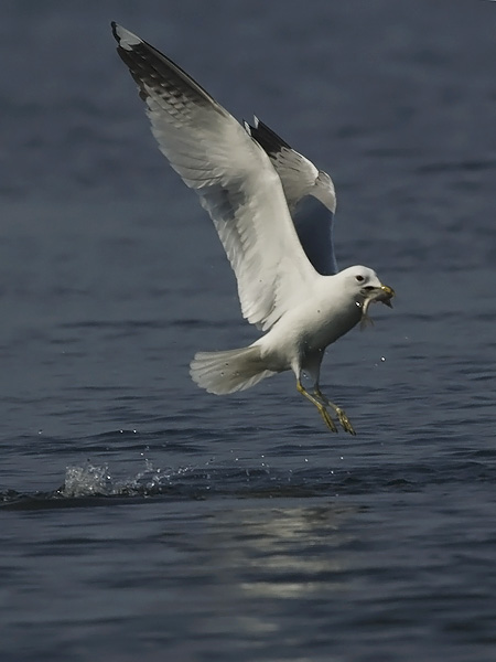 Kalalokki, Mew Gull, Larus canus